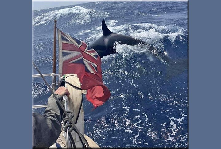 Para Greg, essa orca de maior porte agia como se estivesse 