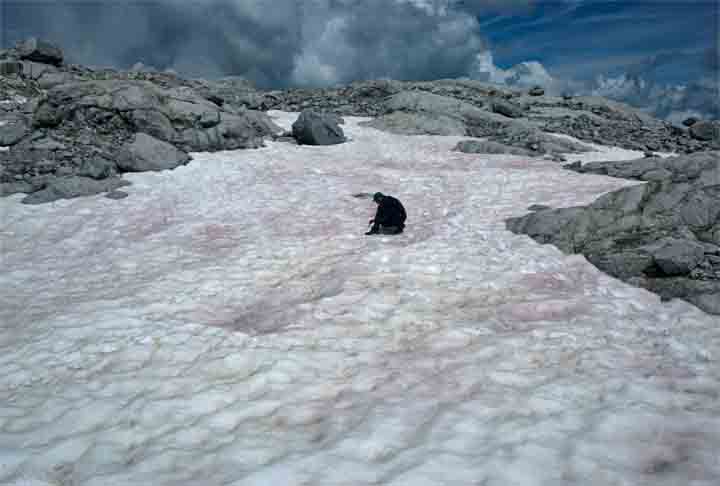 “Há muitas evidências agora que mostram que essas proliferações de algas contribuem significativamente para o derretimento geral da camada de neve em todo o oeste (dos Estados Unidos)”, declarou Scott Hotaling. 