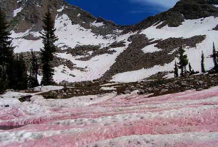 A revista norte-americana Smithsonian, especializada em ciência e natureza, publicou reportagem no início de 2024 apontando que o fenômeno da “neve melancia” pode acelerar o derretimento da neve e causar impactos ambientais. 