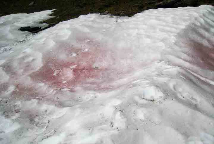 Os especialistas ressaltam que não há riscos à saúde humana no contato com a “neve melancia”.