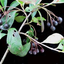 Arônia-negra: estudo indica que fruta ajuda no combate a doenças cardíacas - Laval University/Wikimedia Commons