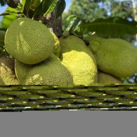 Maior fruta de árvore do mundo, jaca é rica em vitaminas e nutrientes - Imagem de Reinout Dujardin por Pixabay
