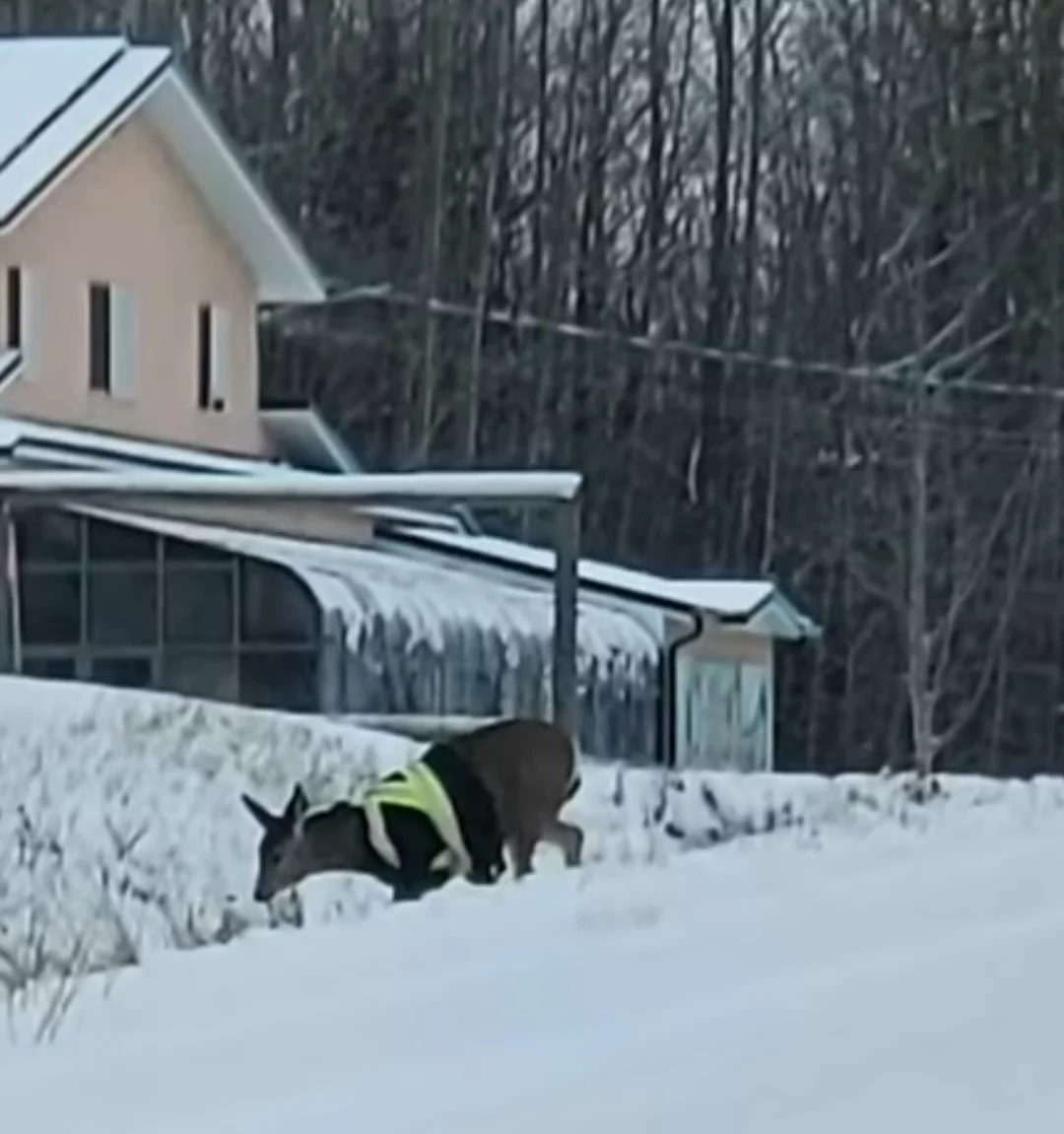 Autoridades canadenses querem descobrir quem vestiu um veado com colete neon - Reprodução CTV