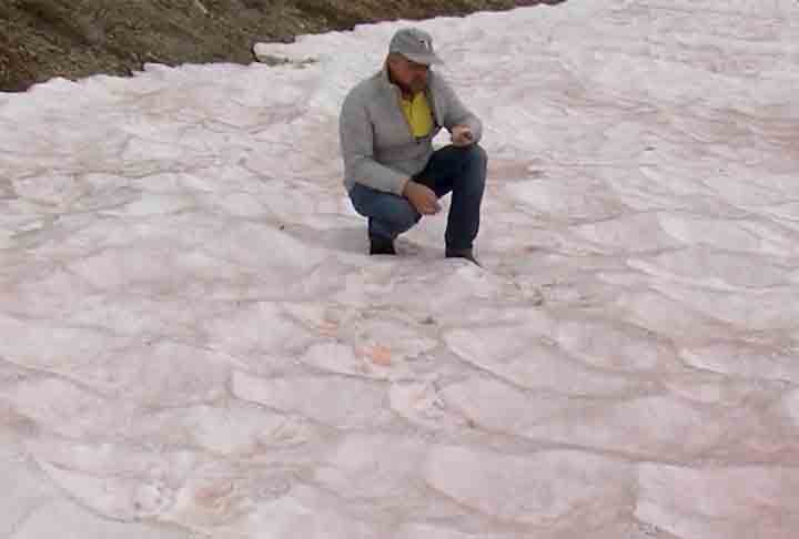 A C. Nivalis derrete a neve em seu entorno ao receber o calor solar. 