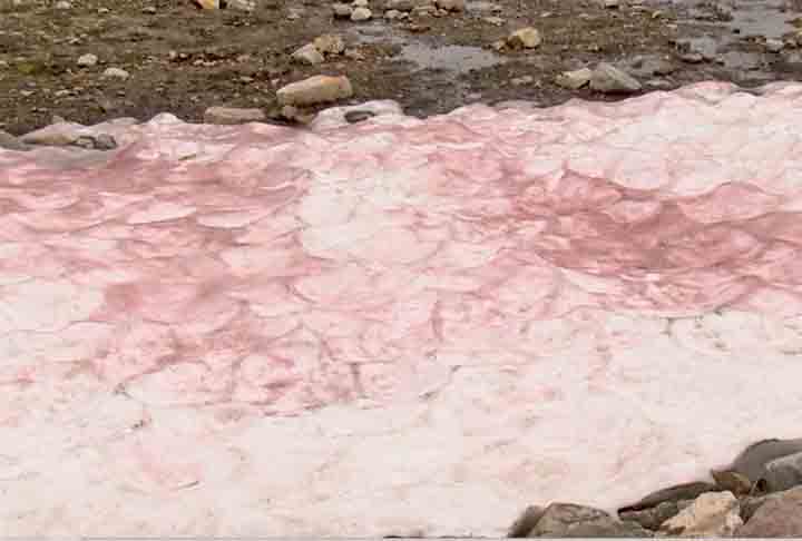 A proliferação dessa espécie de alga em cadeias montanhosas leva à mudança do tom da neve que recobre essas áreas. 