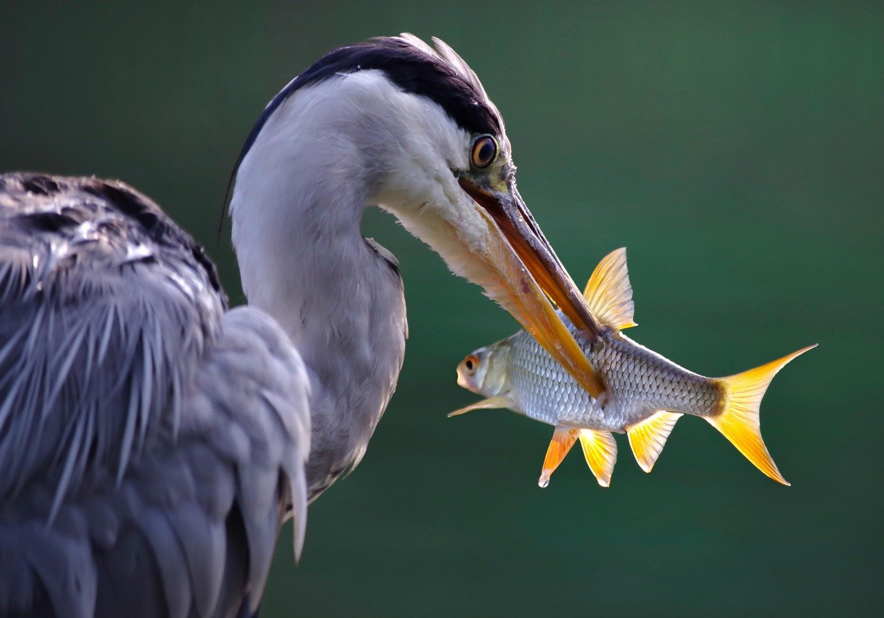 Essas aves alimentam-se de peixes, crustáceos, insetos e pequenos anfíbios, caçando em áreas alagadas e margens de rios.