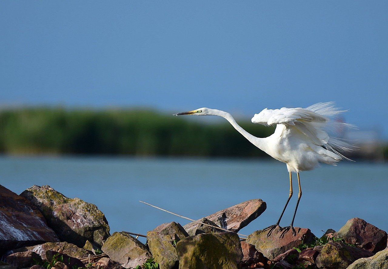 A garça é uma ave pernalta da família Ardeidae, gênero Ardea, com origem nas Américas, Europa e África. Seu nome científico mais comum é Ardea alba.