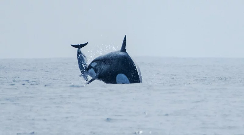 Recentemente, pesquisadores fizeram um registro que ajuda a compreender hábitos alimentares de orcas que passam pela Corrente de Humboldt, no Chile. Essa corrente nasce na Antártica e segue adiante atravessando o mar na América do Sul. 