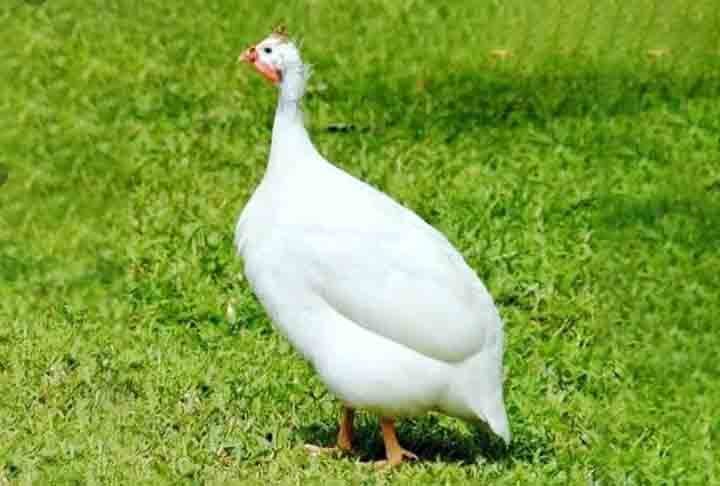 Veja agora as características dos dois animais que, ao cruzarem, deram origem a esse híbrido curioso. A galinha D’Angola branca é uma variação da galinha-da-índia (Numida meleagris), originária da África. 