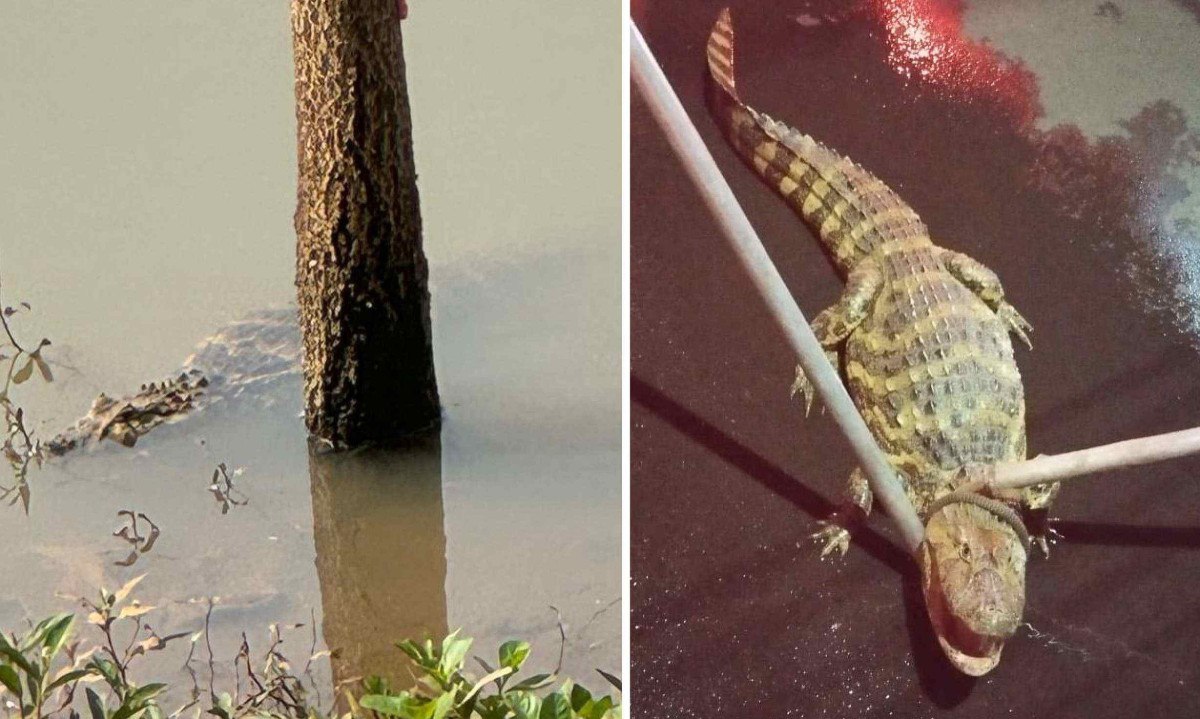 Jacaré é capturado em calçada três dias após ser visto em lago -  (crédito: Corpo de Bombeiros de Uberaba/DivulgaÃ§Ã£o)