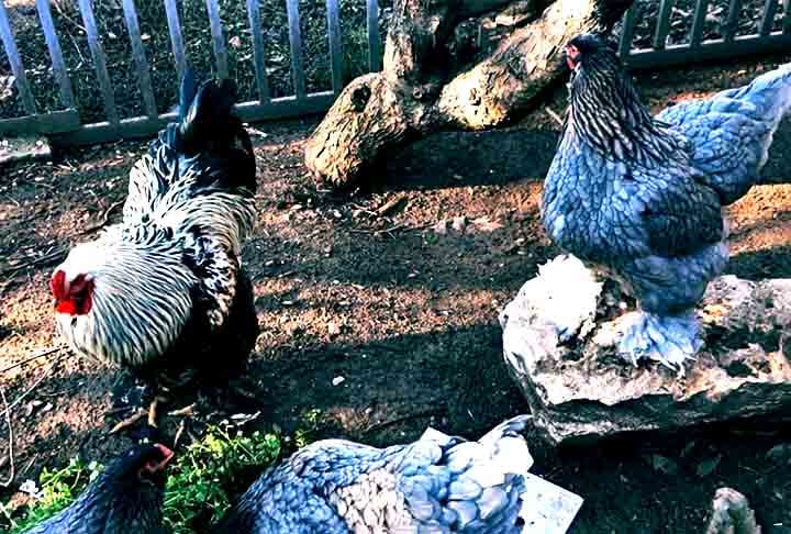 O Galo Brahma azul (Gallus gallus domesticus) é uma raça de frango de origem asiática, desenvolvida nos Estados Unidos.