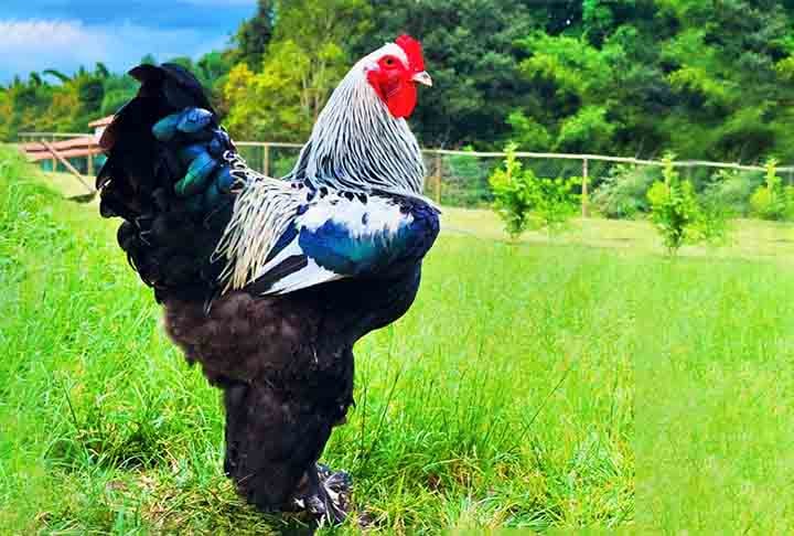 O galo Brahma Azul  apresenta porte grande e musculoso, com plumagem azul-acinzentada.. Tem crista pequena tipo ervilha e cauda curta e bem formada