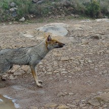 Cruzamento de graxaim-do-campo com cachorro gerou animal híbrido que impressionou pesquisadores - Alexpes wikimedia commons