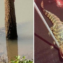 Jacaré é capturado em calçada três dias após ser visto em lago - Corpo de Bombeiros de Uberaba/DivulgaÃ§Ã£o