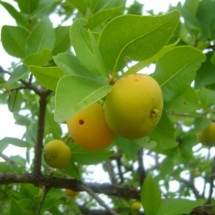 Cagaita: Fruta do Cerrado rende excelente geleia - Conrado wikimedia commons 