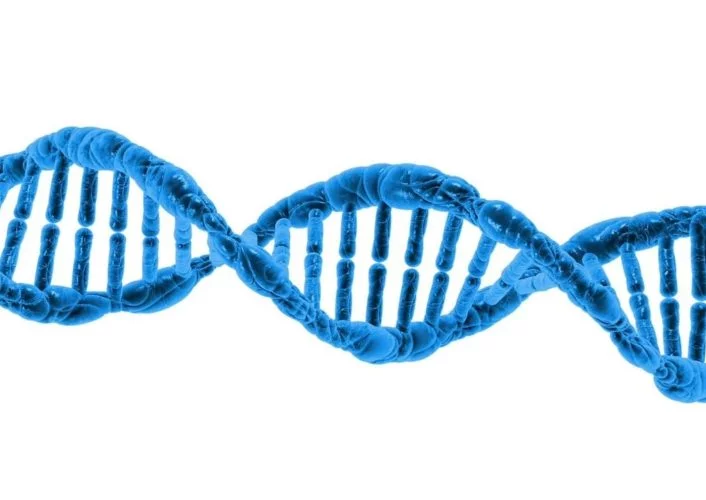 Ao vasculhar o DNA, ficou evidente a presença de grupos de genes de cachorro doméstico e outros de graxaim-do-campo. -  (crédito: PublicDomainPictures por Pixabay)