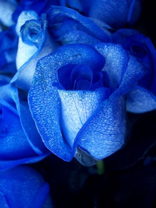 A rosa-azul não ocorre naturalmente, mas híbridos geneticamente modificados, como o Rosa x hybrida, foram criados para obter essa coloração. Originárias de projetos de engenharia genética, essas rosas simbolizam o mistério e a busca pelo impossível. São conhecidas por sua raridade e pelo perfume suave característico das rosas.
