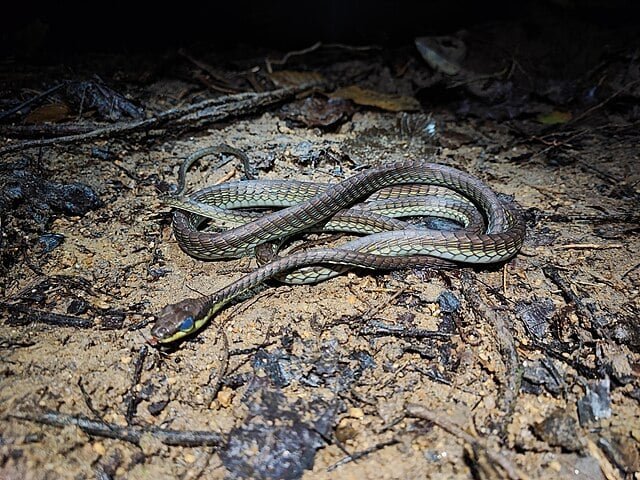 Dendrelaphis cyanochloris
Cobra-arbórea encontrada no Sudeste Asiático. Possui um tom azul metálico.