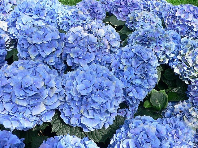 A hortênsia-azul (Hydrangea macrophylla), nativa da Ásia Oriental, especialmente Japão e China, apresenta flores que variam do azul ao rosa, dependendo do pH do solo. Em solos ácidos, a planta exibe tons de azul vibrante. Além de sua beleza ornamental, é popular por sua capacidade de adaptar-se a diferentes condições ambientais