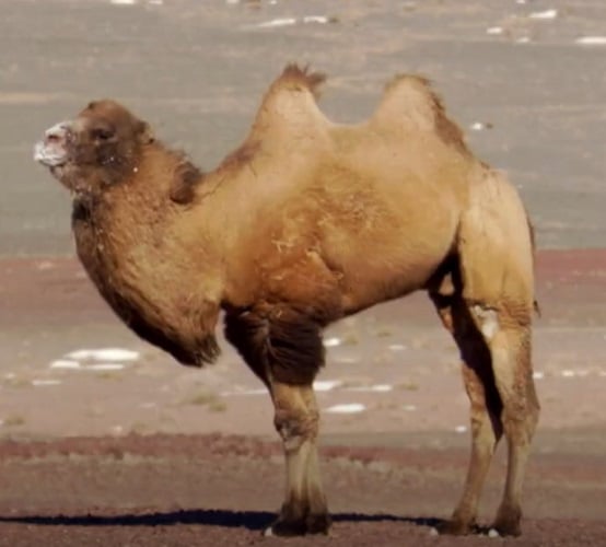 Durante longos períodos sem alimentação, os camelos consomem essa gordura, o que pode reduzir o tamanho das corcovas. Um camelo bem alimentado apresenta corcovas firmes e eretas, enquanto camelos malnutridos podem ter corcovas pequenas e inclinadas.