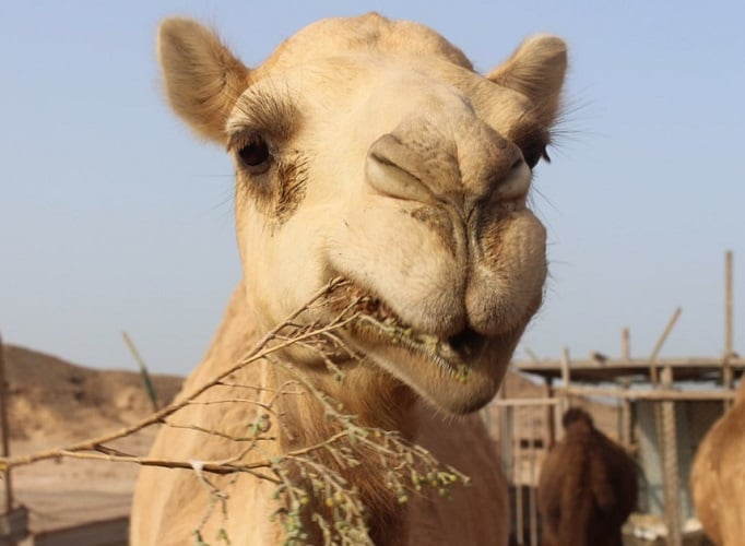 Os camelos têm um sistema digestivo especializado com quatro compartimentos no estômago, permitindo-lhes processar de forma eficiente os vegetais escassos encontrados no deserto.