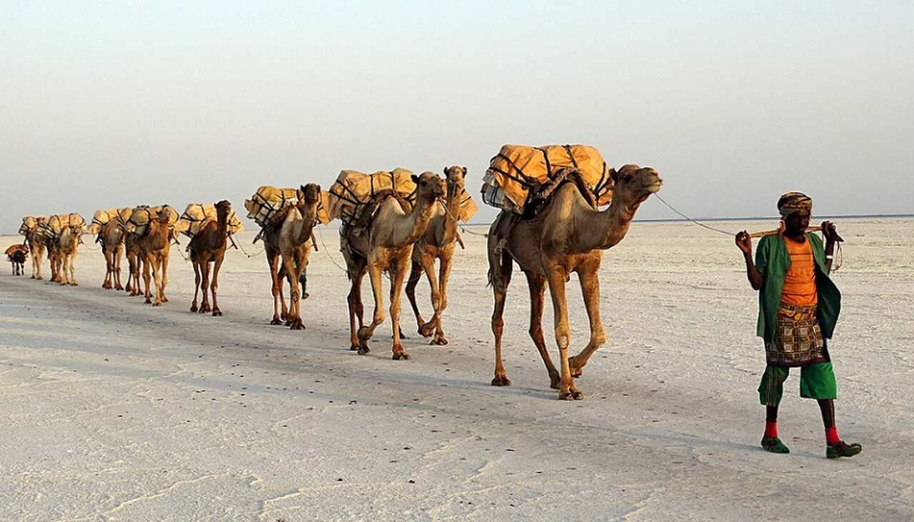 Com suas patas adaptadas e corpo resistente, os camelos conseguem percorrer grandes distâncias sem sofrer os efeitos negativos da desidratação ou do calor intenso, um feito impressionante para um animal de grande porte.