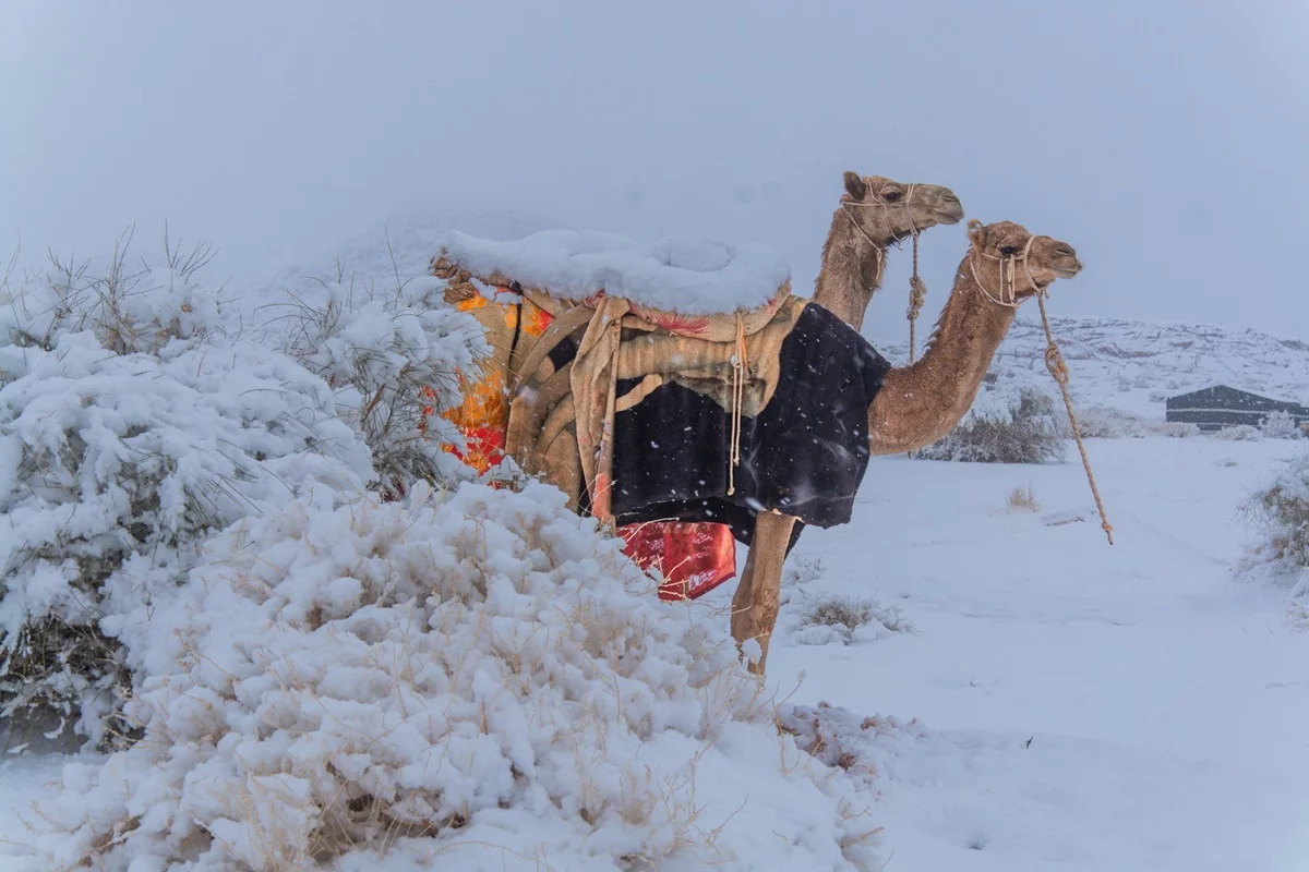 Os camelos têm uma série de adaptações que os tornam perfeitos para sobreviver em temperaturas extremas, tanto de calor intenso quanto de frio.