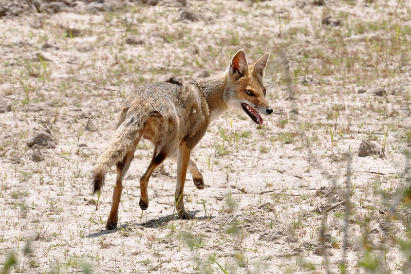 Ele possui pelagem acinzentada, cauda longa e densa, e mede cerca de 60 cm, excluindo a cauda. Vive em campos abertos, savanas e pampas, alimentando-se de pequenos animais, frutos e insetos. É mais comum em regiões como o sul do Brasil.