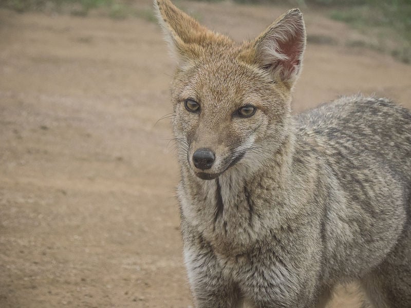 O graxaim-do-campo emite apenas pequenos ganidos agudos, nada parecidos com os ruídos típicos dos cães.