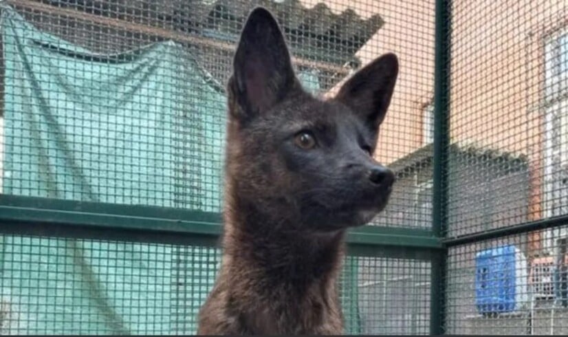 No entanto, ao retirar o animal da caixa de transporte a pesquisadora Flávia Ferrari logo notou que não se tratava de um graxaim-do-campo.