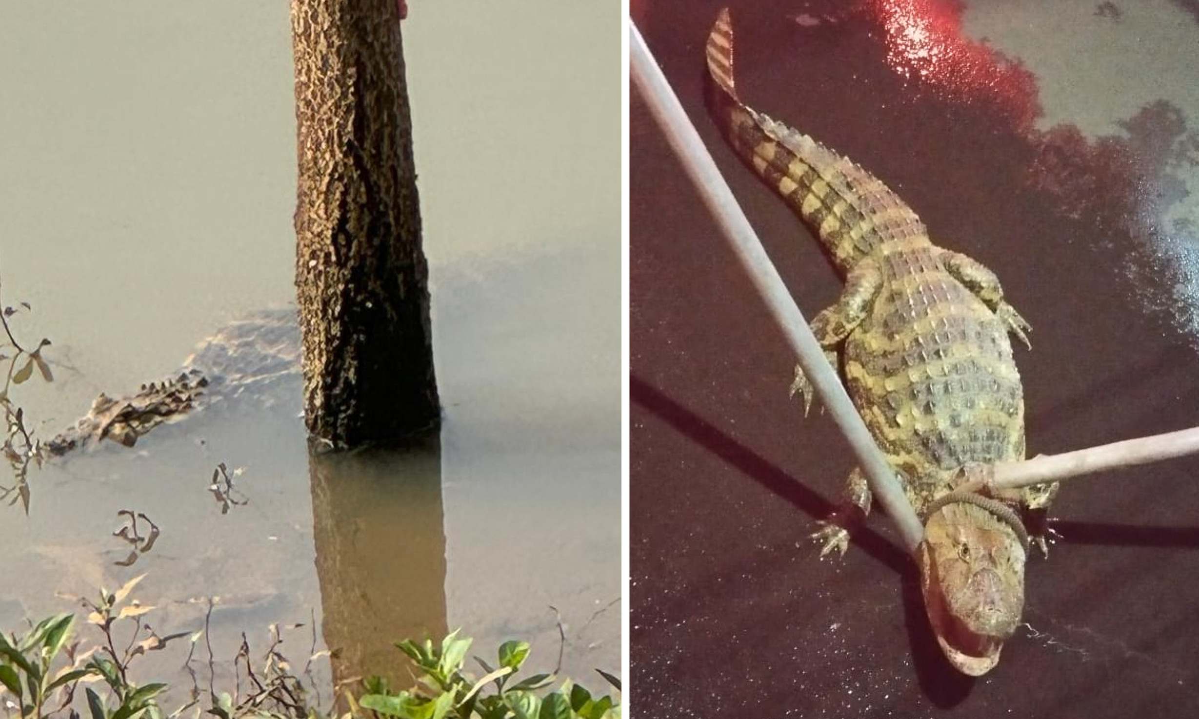 Jacaré é capturado em calçada três dias após ser visto em lago