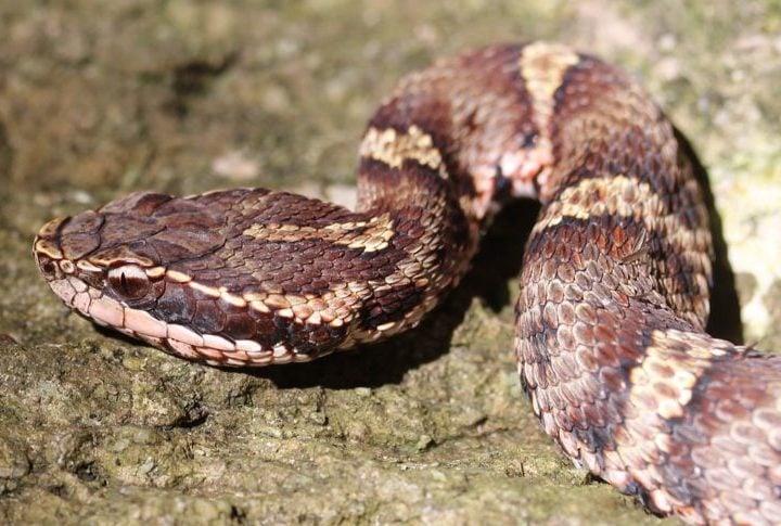 Cobra: O que é um sorvetinho de alho ou de bacon perto de um de cobra, não é mesmo? No Japão, a receita foi inventada usando uma das cobras mais venenosas, a Mamushi.