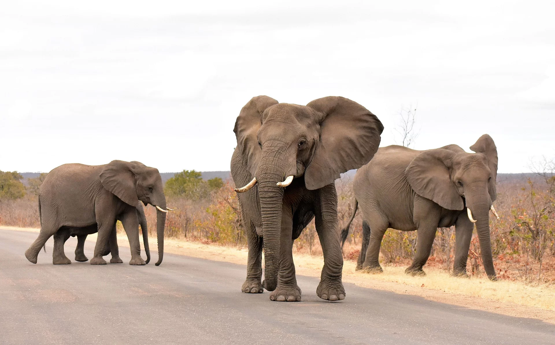 O Parque Nacional Kruger permite a realização de safáris autonômos, mas a presença de um guia é fundamental para otimizar o tempo e saber a exata localização de animais, até com experiência sobre os melhores horários. 