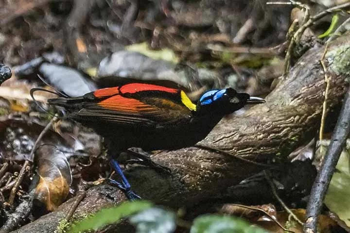 Ave-do-paraíso: Essa ave se destaca por sua cauda exuberante e suas cores fascinantes. Não são apenas suas plumas que são coloridas, mas também a pele de sua cabeça, que é turquesa.