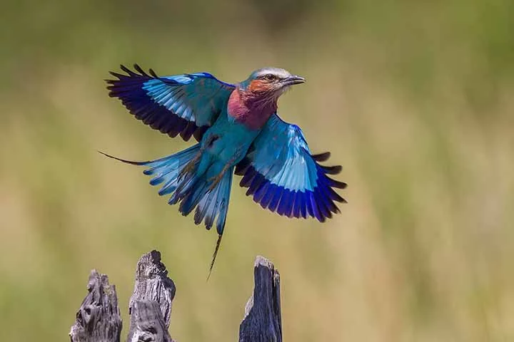 Eles ganharam esse nome por causa de seu voo de acasalamento impressionante, que envolve rolamentos, mergulhos e acrobacias.