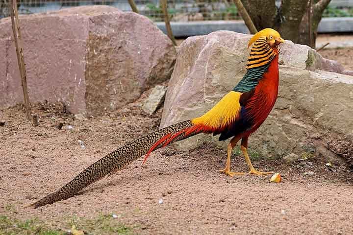 O faisão-dourado é famoso por sua plumagem exuberante e cores vibrantes, tornando-o um dos faisões mais belos do mundo.