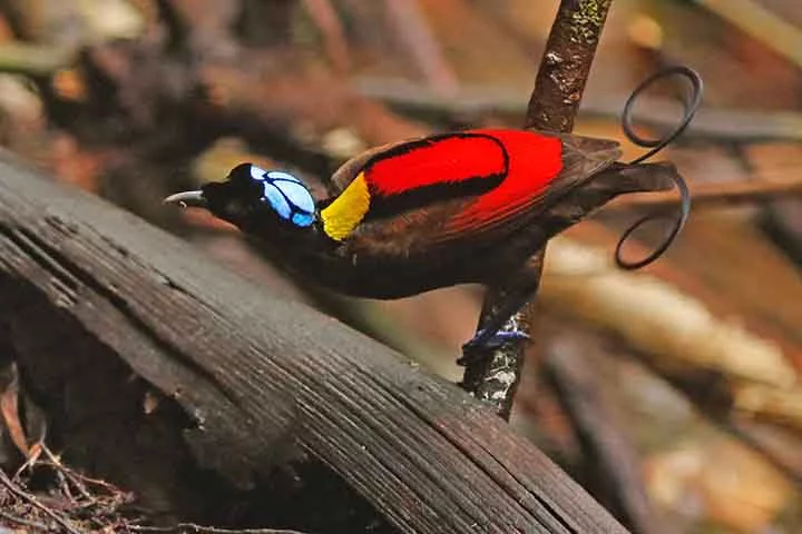 As fêmeas desta espécie têm plumas marrons, enquanto os machos exibem cores vibrantes. Eles utilizam suas cores e realizam uma dança elaborada para impressionar as fêmeas, que observam o espetáculo.