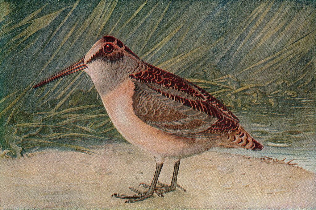   Gosta de áreas arborizadas, tem um bico extremamente longo e usa pra buscar minhocas (que são o principal alimento da espécie) 