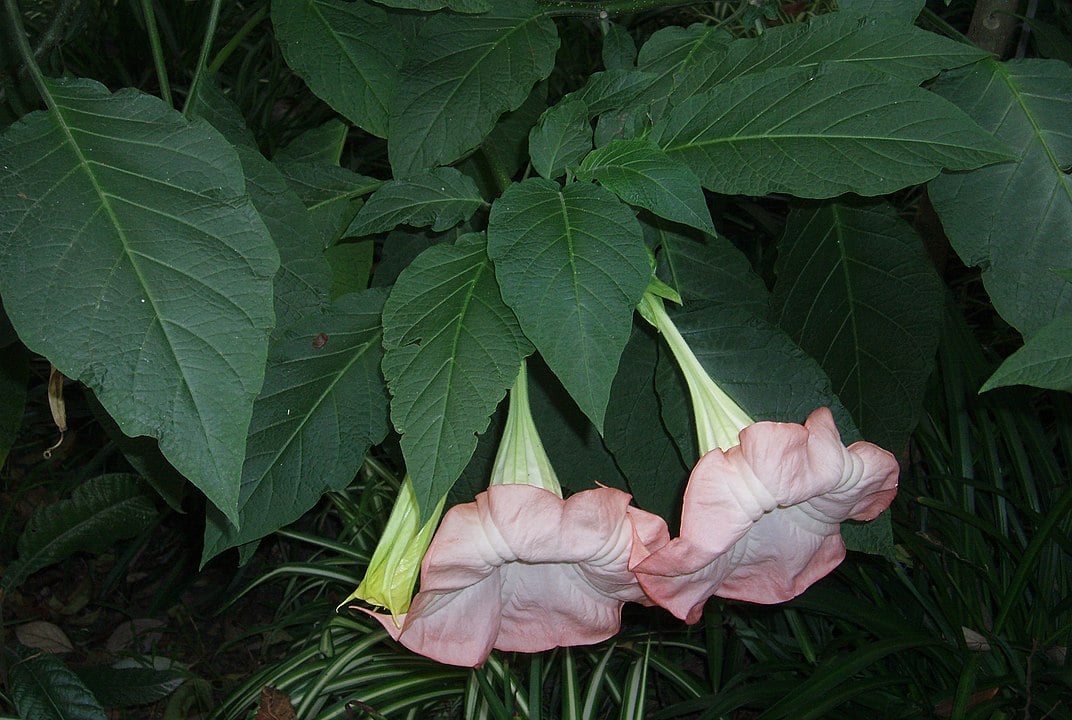 Trombeta dos Anjos - Ameaça de extinção, tem esse apelido por causa do formato que parece uma trombeta e pela delicadeza das pétalas. Originária do sudeste do Brasil, em área costeira.  As suas folhas e flores são usadas em medicina fitoterápica para o intestino e a pele. 