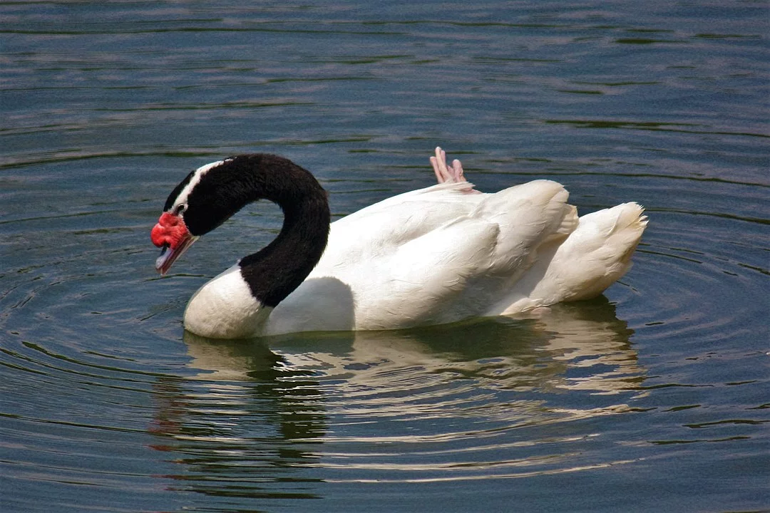 Com 248 mil m², Valdivian abriga rica diversidade de flora e fauna. Dentre os animais, estão o puma, o pudu, o cisne de pescoço negro e o macaco de montanha.