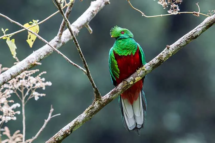 Quetzal: O Quetzal é uma ave deslumbrante encontrada nas florestas tropicais da América Central e do sul do México. É conhecido por sua plumagem vibrante e pela longa cauda verde nos machos, que pode chegar a mais de um metro de comprimento.