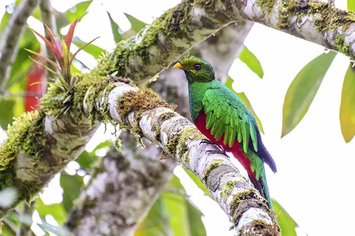 Essas aves são consideradas sagradas por muitas culturas indígenas da região devido à sua beleza única. Elas são frugívoras, alimentando-se principalmente de frutas, e desempenham um papel importante na dispersão de sementes na floresta.