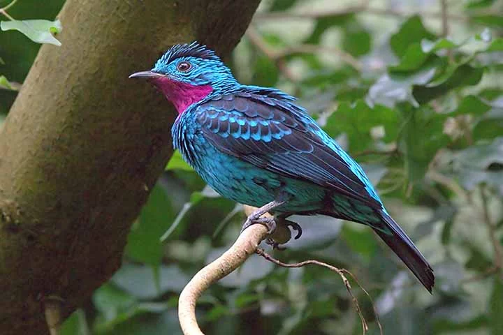 Os machos têm um corpo azul brilhante com manchas brancas nas asas, enquanto as fêmeas têm uma coloração mais verde-azulada. Ambos os sexos têm um bico largo e chato, característico da família dos cotingídeos.