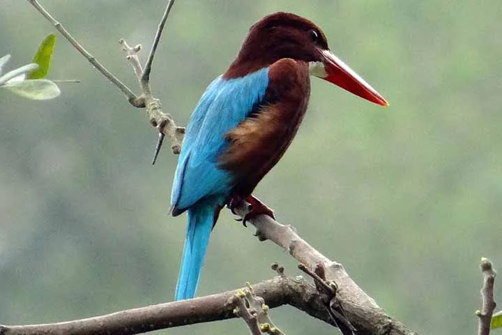 Guarda-rios-de-papo-branco: Essa é uma pequena e colorida ave encontrada em diversas regiões da Europa, Ásia e norte da África. Eles habitam principalmente áreas próximas a cursos de água limpa e são conhecidos por sua habilidade em pescar.