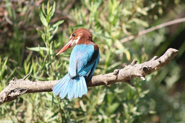 Diferente de outras aves nesta lista que estão em perigo de extinção, a população do Guarda-rios-de-papo-branco está aumentando porque eles conseguem se adaptar a novos habitats. Existem atualmente cinco subespécies reconhecidas dessa ave.