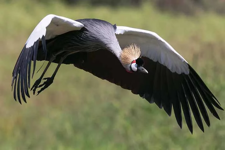 Grou-coroado-oriental: Encontrada principalmente no leste da Rússia, China, Mongólia e no Japão, essa é uma das espécies de grou mais ameaçadas do mundo.