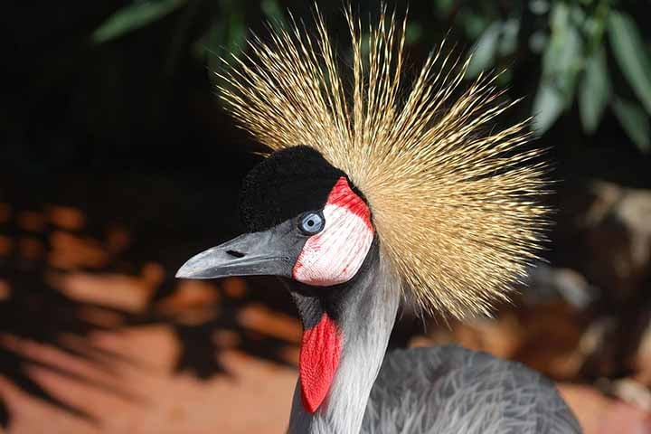 Esses pássaros são conhecidos por sua beleza e elegância, com penas predominantemente cinza e um topete dourado distintivo na cabeça. O principal habitat do Grou-coroado-oriental são as áreas úmidas, como pântanos, lagos rasos e pastagens alagadas. 