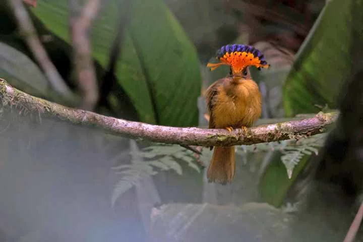 Essas aves têm uma técnica única de forrageamento, onde seguem formigas de correição (formigas legionárias) e capturam insetos perturbados por elas. Esse comportamento ajuda a evitar a competição por alimentos com outras aves.