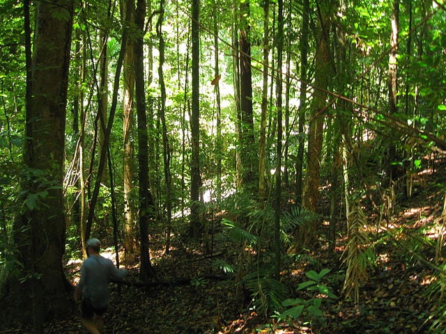 4ª - Floresta Daintree – Austrália - Ocupa uma área de 965 mil km². É a floresta tropical mais antiga do mundo, com mais de 135 milhões de anos. 