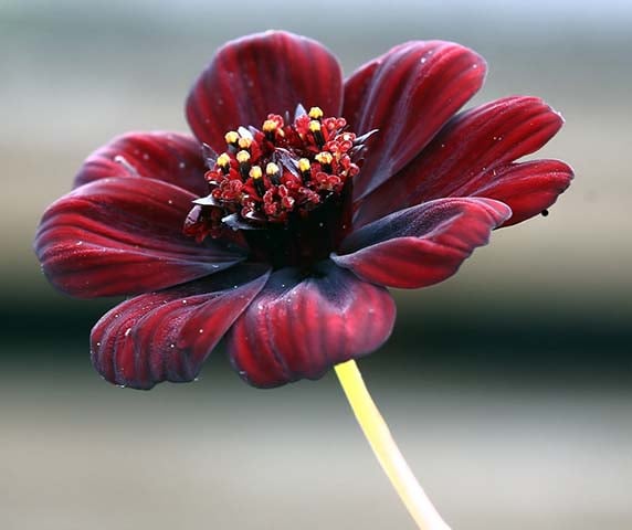 Cosmos Chocolate - Espécie mexicana, floresce em solo arenoso e calcário. Nos jardins, geralmente é plantada em canteiros mistos, com arbustos. 